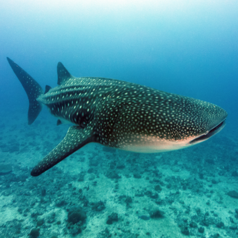 Whale Sharks in Destin Florida ~ Panhandle Fishing Charters